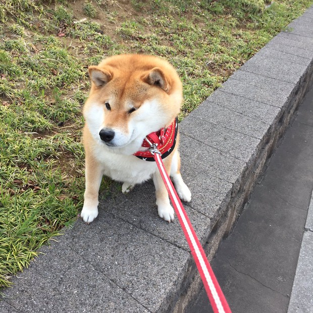 Nàng cún Shiba lầy lội: đã ra đường là không bao giờ chịu về nhà - Ảnh 14.