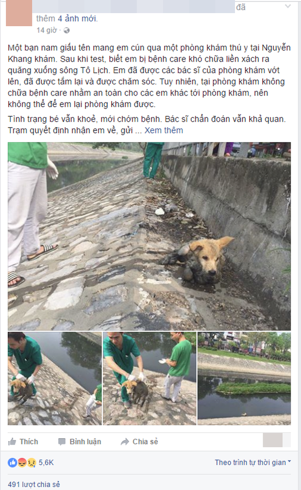 Hà Nội: Chú chó mắc bệnh carre khó chữa bị chủ thẳng tay ném xuống sông Tô Lịch - Ảnh 1.