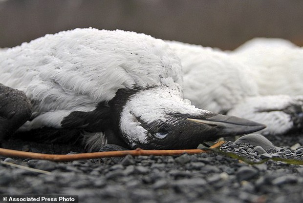 Nguyên nhân này đã khiến hàng chục ngàn chú chim chết bất thường dọc bãi biển Alaska - Ảnh 3.