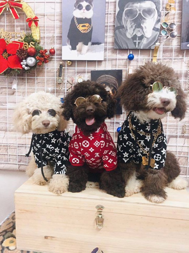 Bọn boss ra đường mùa này phải như fashionista mới chịu cơ - Ảnh 1. Bọn boss ra đường mùa này phải như fashionista mới chịu cơ - Ảnh 1.