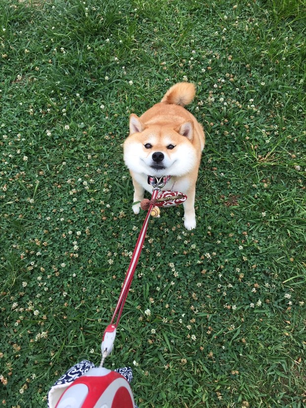 Nàng cún Shiba lầy lội: đã ra đường là không bao giờ chịu về nhà - Ảnh 6.