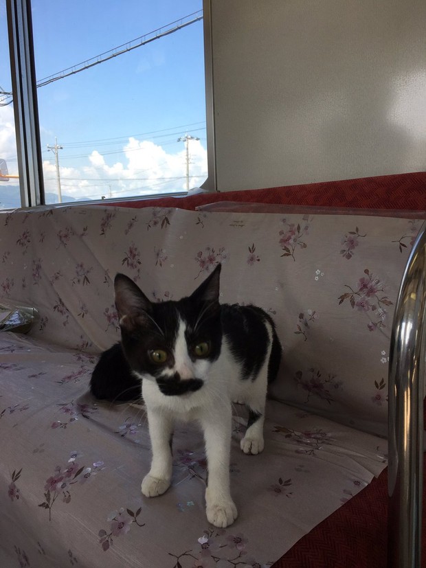 Nhật Bản mở quán cà phê mèo đầu tiên trên tàu hỏa - Ảnh 12.
