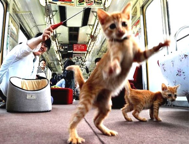 Nhật Bản mở quán cà phê mèo đầu tiên trên tàu hỏa - Ảnh 10.