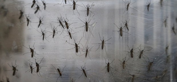 Công ty chị em của Google sắp thả 20 triệu con muỗi ra càn quét nước Mỹ - Ảnh 1.