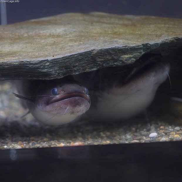 Sự thật quái vật cá lớn nuốt cá bé đang xôn xao cư dân mạng - Ảnh 2.