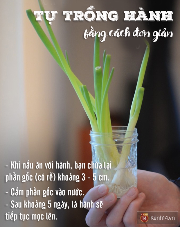 Làm cách này, nhà bạn sẽ chẳng bao giờ phải đi mua hành lá - Ảnh 1.
