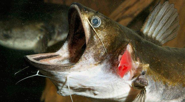 Sự thật quái vật cá lớn nuốt cá bé đang xôn xao cư dân mạng - Ảnh 3.