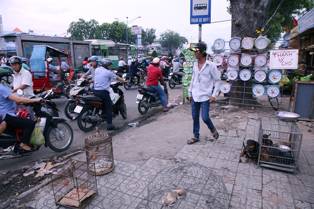 Xả hàng trả mặt bằng các loại chậu cây, cây cảnh, cún, thỏ... tại ngã ba mũi tàu 7