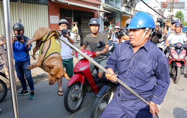Clip: Tiếp tục ra quân bắt chó thả rông ở Sài Gòn, nhiều chó nhà bị Đội săn bắt “tóm” khiến chủ ngơ ngác - Ảnh 7.