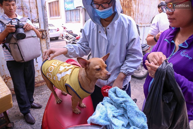 Clip: Tiếp tục ra quân bắt chó thả rông ở Sài Gòn, nhiều chó nhà bị Đội săn bắt “tóm” khiến chủ ngơ ngác - Ảnh 11.