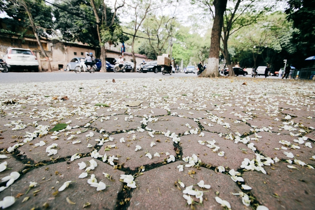 Hoa sưa nở rồi, tiết trời nồm ẩm tháng 3 của Hà Nội cũng vì thế mà dịu dàng hơn... - Ảnh 9.