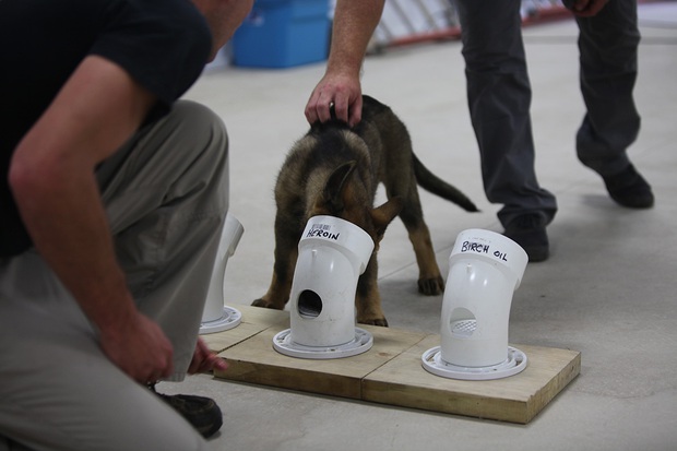 Bạn sẽ kinh ngạc khi biết đến quy trình chặt chẽ để huấn luyện một chú chó cảnh sát - Ảnh 5.