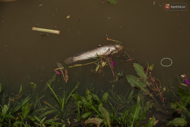 Sau cơn mưa lớn, rác thải và cá chết nổi trắng mặt hồ Xuân Hương ở Đà Lạt - Ảnh 7.