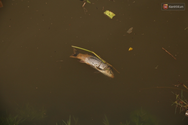 Sau cơn mưa lớn, rác thải và cá chết nổi trắng mặt hồ Xuân Hương ở Đà Lạt - Ảnh 6.