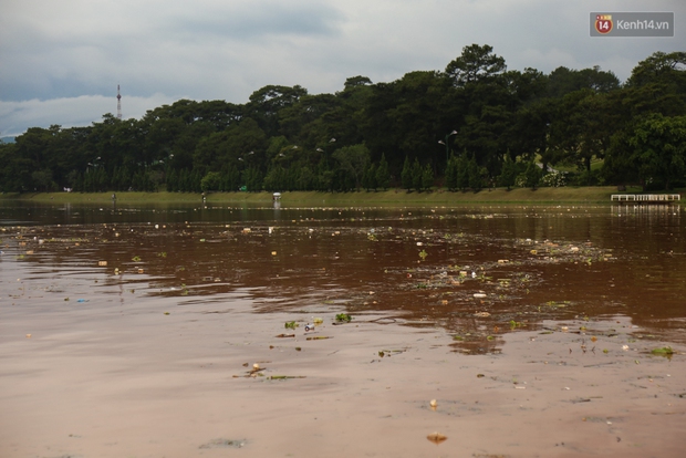 Sau cơn mưa lớn, rác thải và cá chết nổi trắng mặt hồ Xuân Hương ở Đà Lạt - Ảnh 16.