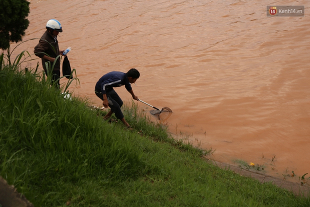 Sau cơn mưa lớn, rác thải và cá chết nổi trắng mặt hồ Xuân Hương ở Đà Lạt - Ảnh 11.
