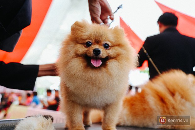 Ngắm những chú chó quý tộc giá nghìn USD tại Dog show 2017 ở Sài Gòn - Ảnh 10.