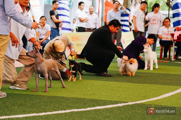 Ngắm những chú chó quý tộc giá nghìn USD tại Dog show 2017 ở Sài Gòn - Ảnh 3.