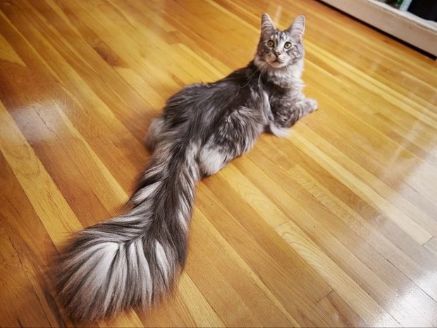 Chiêm ngưỡng dung nhan chú mèo có đuôi dài nhất thế giới - Ảnh 2.