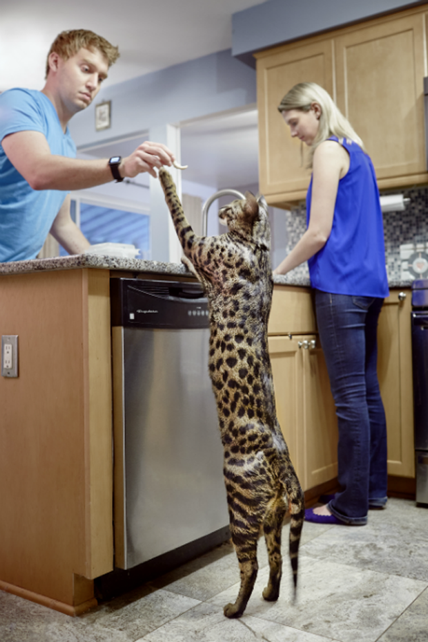 Chiêm ngưỡng dung nhan chú mèo có đuôi dài nhất thế giới - Ảnh 6.