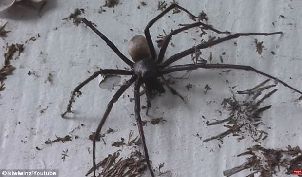 Người nông dân sợ hãi đến đứng hình khi thấy con nhện khổng lồ có kích thước gấp 4 lần bình thường - Ảnh 2.