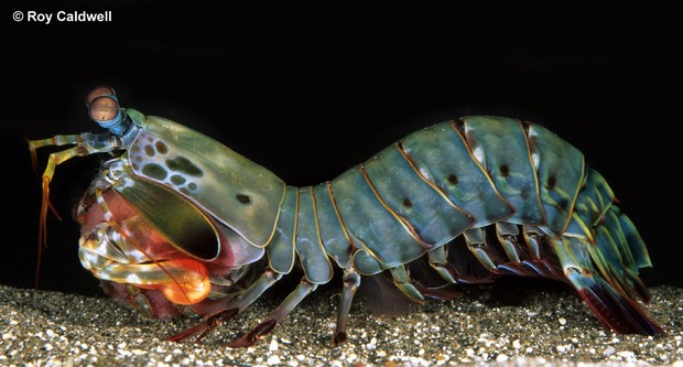 Dài 10cm và sống dưới đại dương, sinh vật này có thể thay đổi cả thế giới - Ảnh 2.