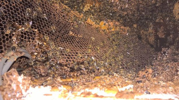 Thấy mật chảy ra từ trần nhà, đôi vợ chồng phát hiện tổ ong lớn trên tầng áp mái - Ảnh 3.