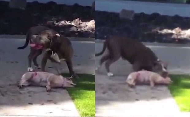 Chó dữ Pitbull cắn chết một chú chó nhỏ trước sự ngỡ ngàng và gào thét của chủ - Ảnh 2.