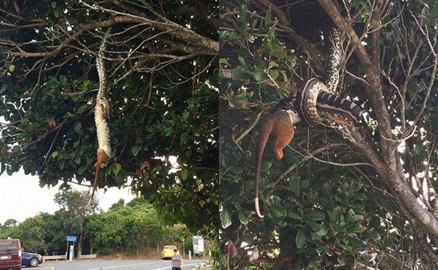 Hú hồn khi đi ngang qua con trăn đang vắt vẻo trên cây, nuốt chửng một con thú có túi - Ảnh 1.