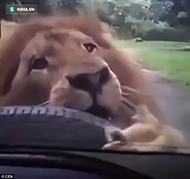 Cảnh tượng sư tử ngoạm chặt xe tham quan khiến du khách ngồi bên trong thất kinh - Ảnh 1.