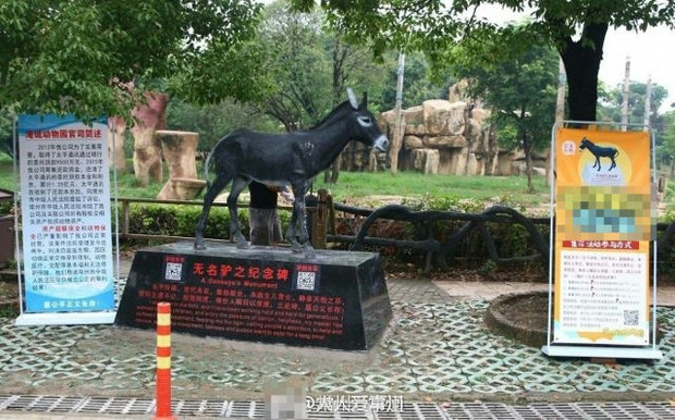 Cái kết bất ngờ của con lừa bị ném thẳng vào chuồng cọp tại sở thú Trung Quốc - Ảnh 1.