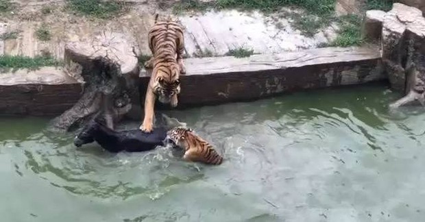 Cái kết bất ngờ của con lừa bị ném thẳng vào chuồng cọp tại sở thú Trung Quốc - Ảnh 2.