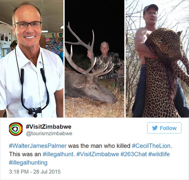 Con trai của Cecil - chú sư tử biểu tượng của Zimbabwe từng bị nha sĩ chặt đầu dã man, cũng đã bị bắn chết - Ảnh 4.