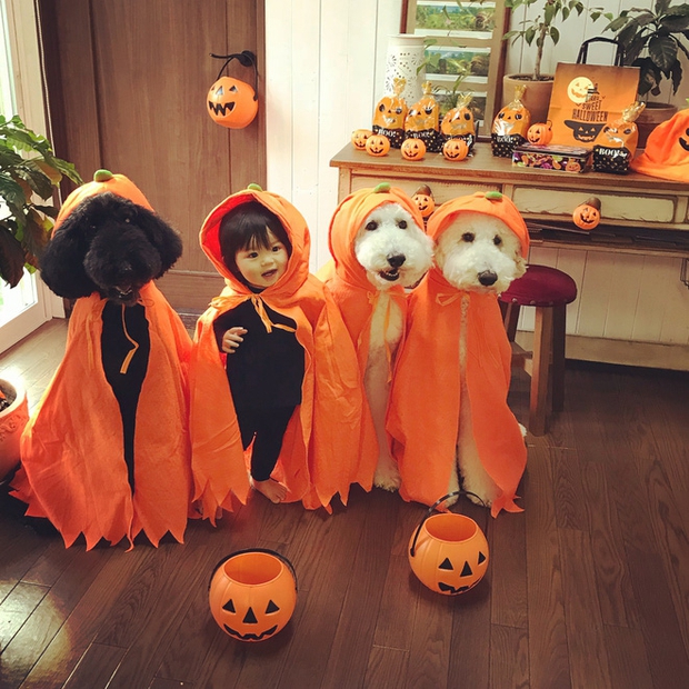 Loạt ảnh hóa trang Halloween hoành tráng nhất mạng xã hội của bé gái Nhật và những người bạn thú cưng - Ảnh 2.