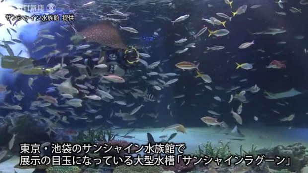 Chỉ vì hành động sai lầm của nhân viên thủy cung, hơn 1000 chú cá quý hiếm tại Nhật Bản chết cứng trong bể - Ảnh 2.