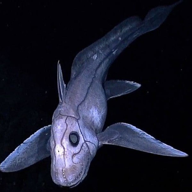 Những sinh vật kỳ dị, xứng danh quái vật đáng sợ bậc nhất dưới đại dương - Ảnh 2.