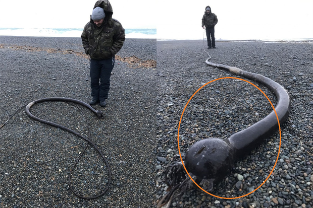 Sinh vật kỳ dị dài 25m, nhìn như rắn khổng lồ trôi dạt vào bờ biển Nga - Ảnh 1.