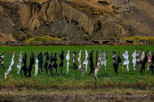 Mặc ai trang trí hoa cỏ đẹp lung linh, người New Zealand lại sử dụng đồ cũ vứt đi để làm đẹp hàng rào, kết quả lại vô cùng ấn tượng - Ảnh 2.