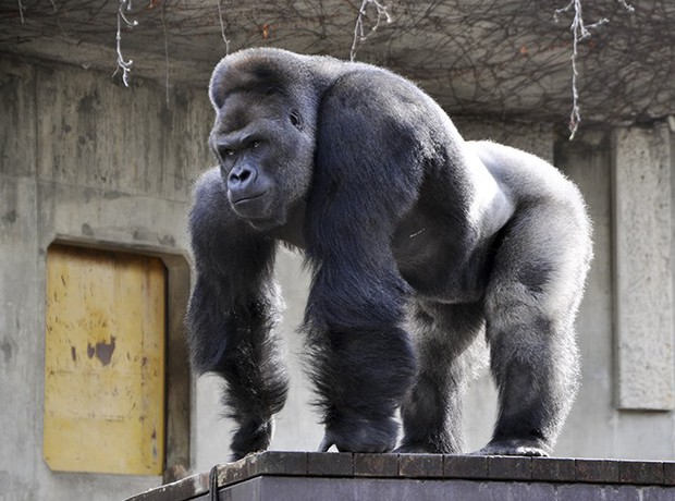Cùng gặp Shabani - chú khỉ đột đẹp trai nhất Nhật Bản gây thương nhớ cho biết bao khách tham quan sở thú - Ảnh 5.