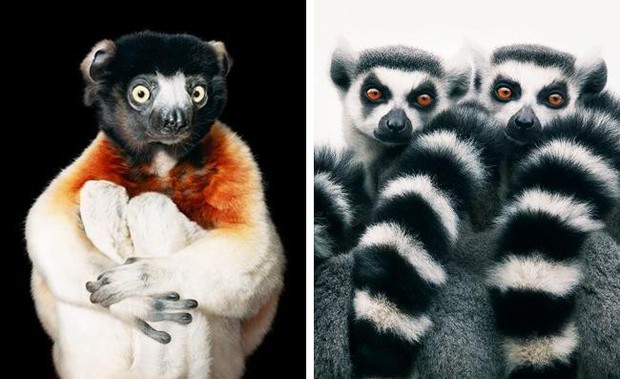 Động lòng ánh mắt trong bộ ảnh các loài động vật có nguy cơ tuyệt chủng - Ảnh 2.