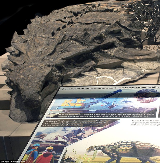 Hóa thạch khủng long 110 triệu năm được mệnh danh cỗ xe tăng 4 chân khiến nhiều người kinh ngạc - Ảnh 3.