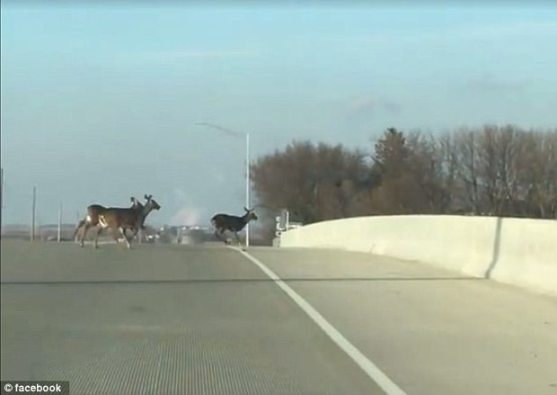 Clip: Đàn hươu băng qua đường, nhảy xuống cầu vượt tự tử trước sự ngỡ ngàng của lái xe - Ảnh 3.