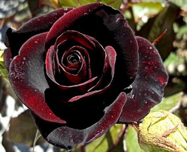 Xôn xao loài hoa hồng đen cực quý hiếm, chỉ trồng được ở duy nhất 1 ngôi làng - Ảnh 7.