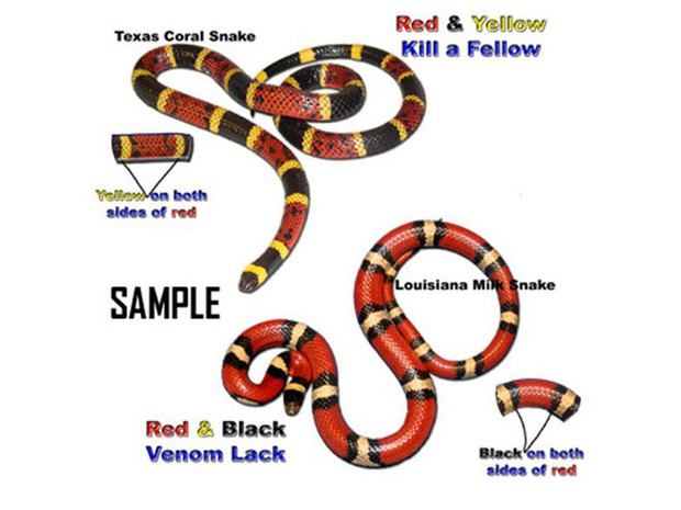 Không cần là chuyên gia, liếc nhìn thôi cũng đủ giúp bạn biết đâu là rắn độc - rắn thường - Ảnh 7.