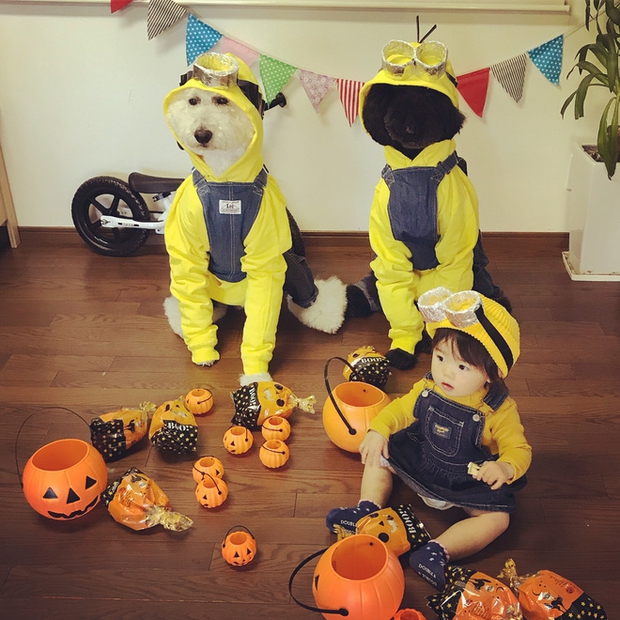 Loạt ảnh hóa trang Halloween hoành tráng nhất mạng xã hội của bé gái Nhật và những người bạn thú cưng - Ảnh 9.