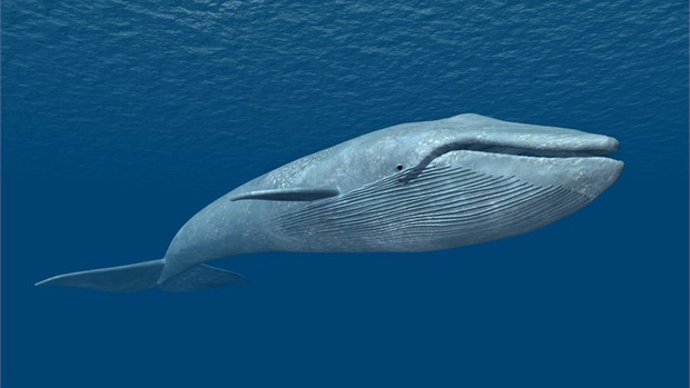 Dù lẻ bóng nhưng vẫn luôn lạc quan sống giống như chú cá voi cô độc nhất hành tinh này - Ảnh 2.