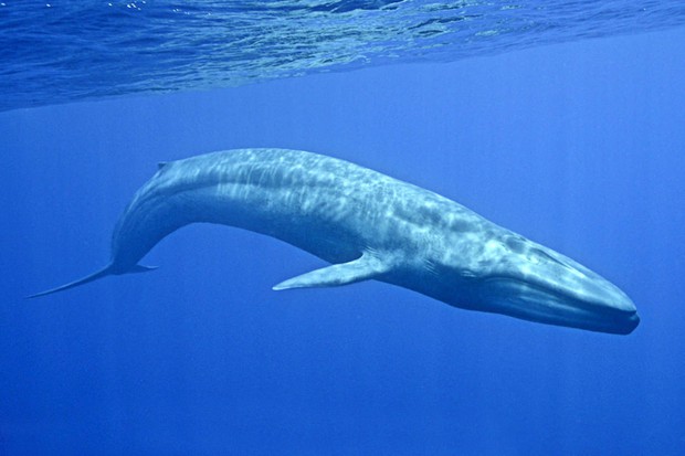 Dù lẻ bóng nhưng vẫn luôn lạc quan sống giống như chú cá voi cô độc nhất hành tinh này - Ảnh 4.