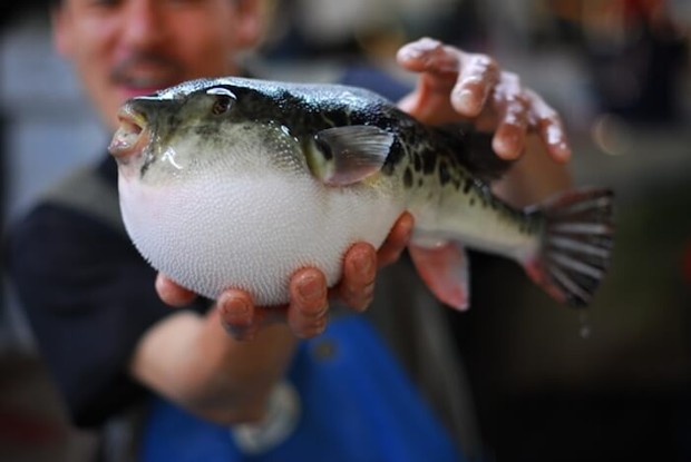 Hành trình gian nan để các bếp trưởng Nhật Bản được phép chế biến cá nóc - một trong những loài cá độc nhất thế giới - Ảnh 2.