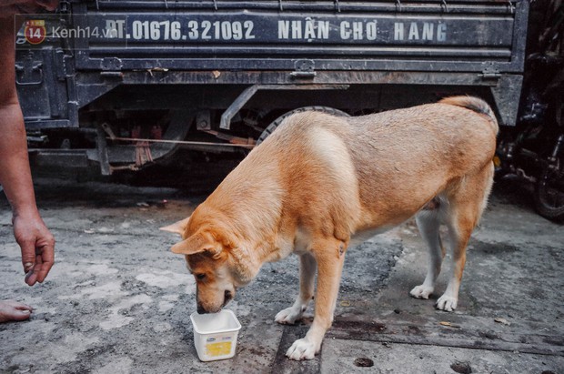 Là giống chó lai nên Gấu hay nóng trong người. Em có sở thích uống nước đá.