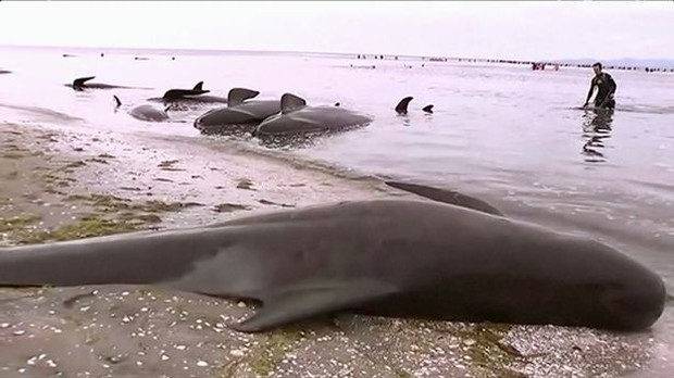 Vụ tự sát tồi tệ nhất New Zealand trong 30 năm qua: Hơn 400 con cá voi hoa tiêu mắc cạn tại bờ biển - Ảnh 2.